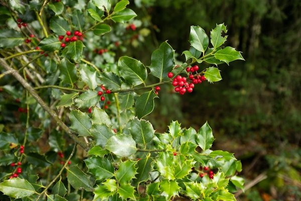 Quels arbustes pour la biodiversité urbaine attirent oiseaux et insectes?