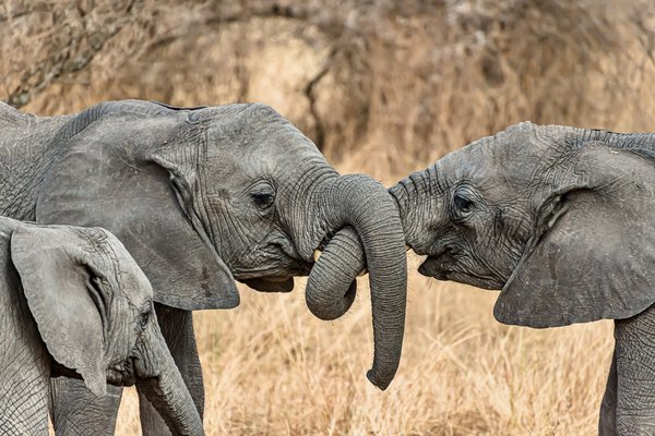 Découvrez le tableau éléphant : une touche d'élégance unique